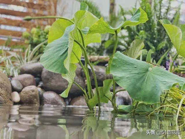 南北花園給排水問題差異大，你知道嗎？-